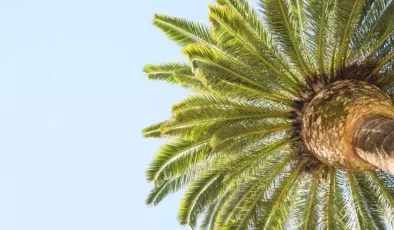 Palm Yağı Hakkında Bilimsel Verilere Dayalı 10 Gerçek