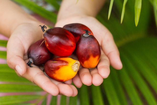 Palm Yağı Hakkında Bilimsel Verilere Dayalı 10 Gerçek